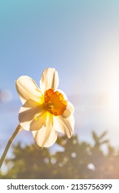 Sunny Day In Spring. Blooming Flower On A Beautiful Bright Day. White And Yellow Daffodil On A Perfect Clean Blue Sky