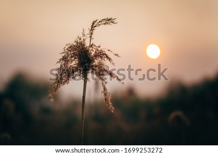 Sunny eagle in a bright red haze at sunset. Silhouette of wild grass at sunset.