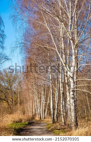 Sunny early spring landscape of wetland at Czarna river and Wilcze Doly nature reserve with Silver Birch trees in Zabieniec village near Warsaw in Mazovia Landscape Park in Poland Zdjęcia stock © 