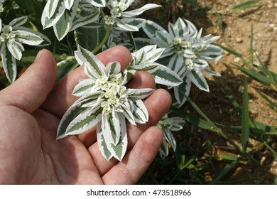 Sunny Euphorbia Marginata