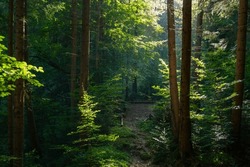 Sunny Evening In The Magical Carpathian Forest