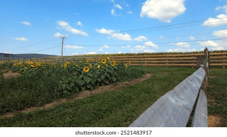 A sunny field with sunflowers near a wooden fence at Harvest Gap Brewery, under a bright blue sky. - Powered by Shutterstock