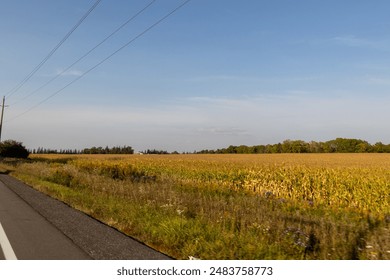 Sunny field with wildflowers - power lines and rural road - trees in distance, clear blue sky - Powered by Shutterstock