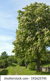 Sunny Flowering Horse Chestnut Tree By Path