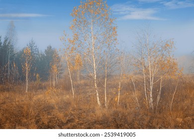 A sunny foggy morning in an autumn forest glade among high yellow dry grass and young birch trees. - Powered by Shutterstock