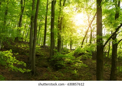 Sunny forest - Shutterstock ID 630857612