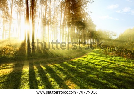 Sunny forest early in the morning