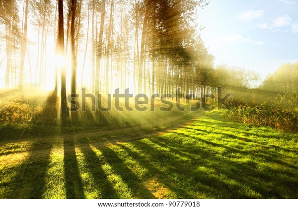 Sabahin Erken Saatlerinde Gunesli Orman Stok Fotografi Simdi Duzenle 90779018