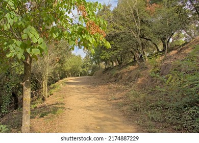 Sunny Forest Path In Serra De Collserola Mountain Range Near Barcelona, Catalonia, Spain
