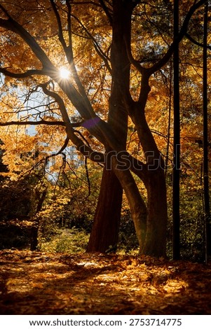 Sunny Forest Path Winding Through Vibrant Autumn Foliage