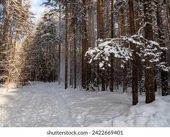 Sunny forest winter landscape with tall pine trees covered with snow. Pine branch in the foreground in the snow. The road leads into a pine forest. - Powered by Shutterstock