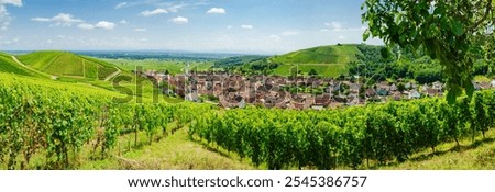 sunny french vineyards in alsace