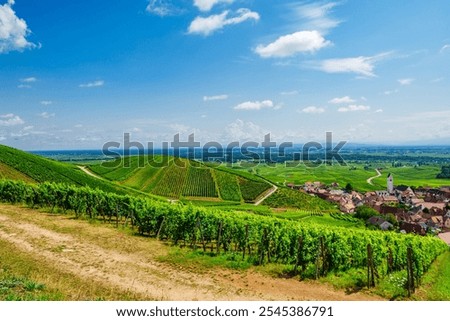 sunny french vineyards in alsace