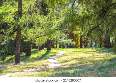 A Sunny Glade In A Conifer, Spruce Forest At Warm Summer, Spring Or Fall Day. A Natural Landscape Without People. Tall Evergreen Pine Trees. A Hiking Path Goes Into A Distance. Beautiful Natural Scene