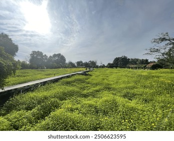 Sunny grass field with a wooden boardwalk – Bright and inviting landscape photography perfect for adding a touch of nature to your space. - Powered by Shutterstock