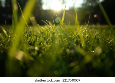 Sunny, And Grassy Field In The Summer Sun, With Lots Of Light. 