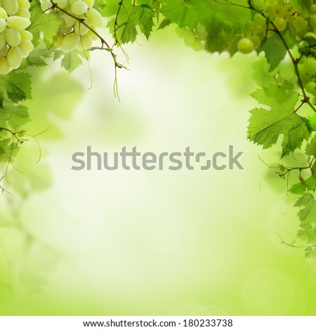 Sunny green background with grape vines and leaves