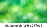 Sunny green foliage bokeh background. Ideal summer backdrop