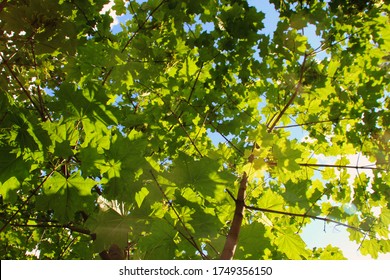 Sunny Green Large Maple Leaves