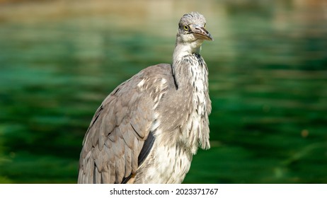 Sunny Grey Heron With Muddy Face