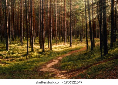 Sunny Hiking Path In Pine Forest 