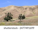 Sunny Hills- 📍Black Diamond Regional Preserves Antioch, CA