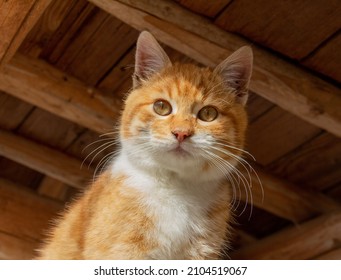 Sunny Illuminated Portrait Of A Red Kitten In Woody Ambiance