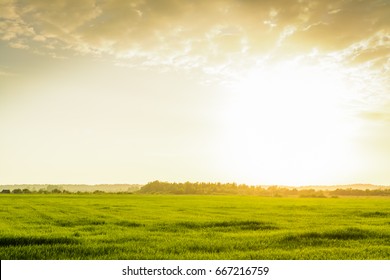 Sunny Landscape
