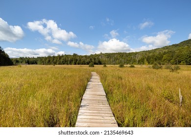 66,838 Arboretum Stock Photos, Images & Photography | Shutterstock