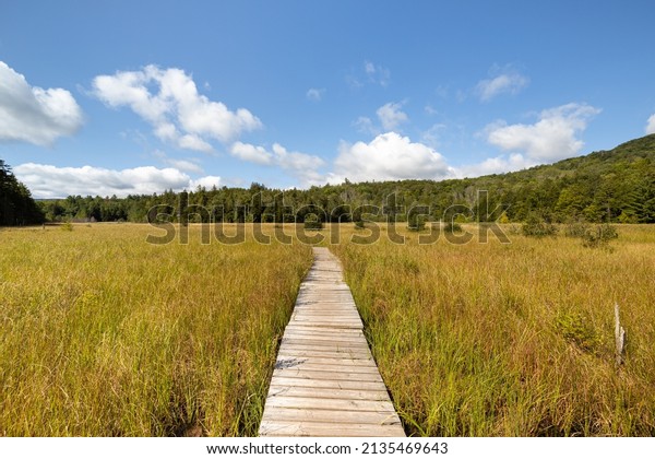 Sunny landscape\
view of the hidden marsh or fen at Mountain Top Arboretum,\
Tannersville, New York,\
USA