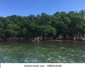 Sunny Mangrove On Tropical Island Belize