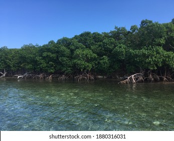 Sunny Mangrove On Tropical Island Belize