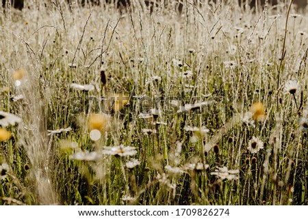 Similar – Foto Bild Camourflage Bodenbelag