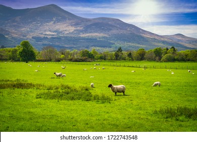 A Sunny Meadow With A Flock Of Sheep In Ireland