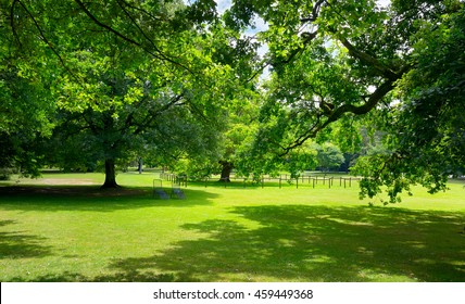 Sunny Meadow With Green Grass And Large Trees In The Park.