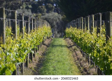 Sunny Morning Amongst The Pinot Grigio Grape Vines At A Vineyard On The Mornington Peninsula