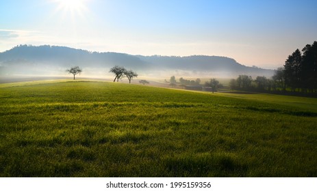 Sunny Morning In Countryside With Fruit Trees, Meadow With Morning Dew And Fog	