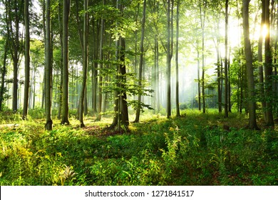 Sunny Morning In The Forest