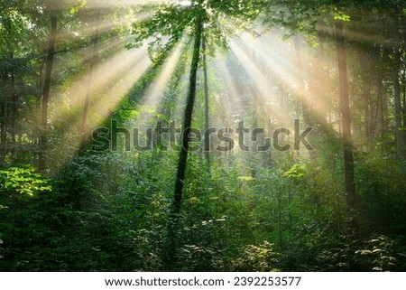 Similar – Image, Stock Photo sunrays Environment Nature