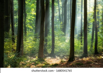 Sunny Morning In Green Forest