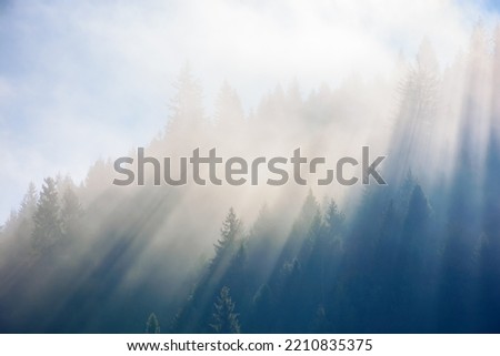 sunny morning in the misty forest on the hill. bright weather with blue sky. fantastic nature scenery