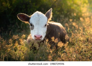 Sunny morning. Newborn calf of a cow resting in dense grass. The kid lies and looks directly into the camera. The calf is brown with a white mask on the muzzle. Natural background. Free grazing.