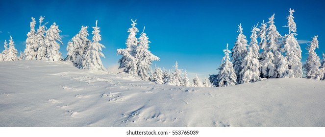 Sunny morning panorama in the mountain forest. Bright winter landscape in the snowy wood, Happy New Year celebration concept. Artistic style post processed photo.