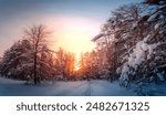 Sunny morning in a winter snowy forest. Frosty morning. Frost falls from the trees. The ski track is covered with snow.