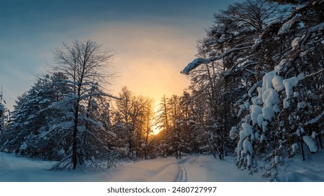 Sunny morning in a winter snowy forest. Frosty morning. Frost falls from the trees. The ski track is covered with snow. - Powered by Shutterstock