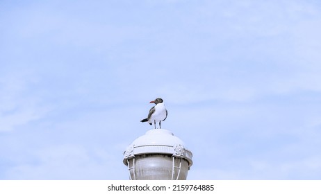 Sunny Ocean City Boardwalk Photography