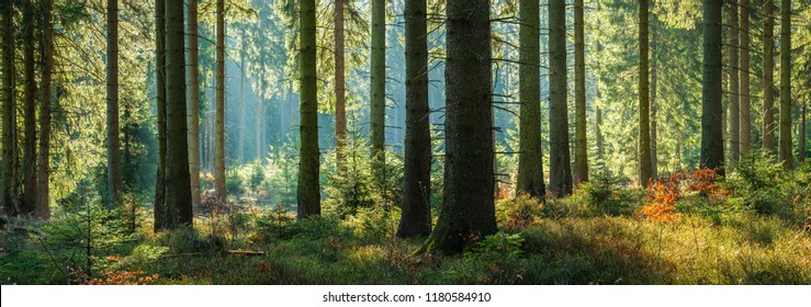 Sunny Panoramic Forest of Spruce Trees in Autumn