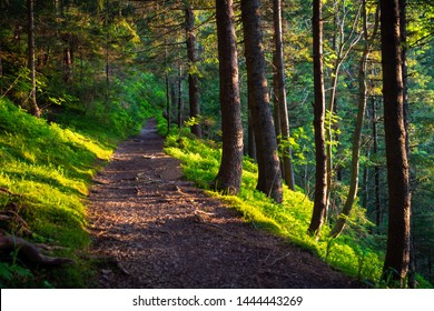 sunny path in the forest