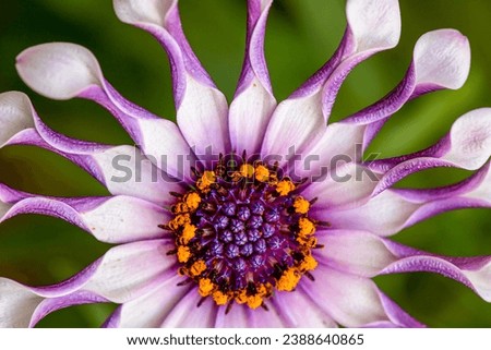 A Sunny Philip flower close up. This vibrant psychedelic flower is purple and white with unusual curved petals. It has an exciting feel and an explosive bloom. 