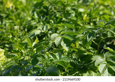 Sunny Photo Of Potato Leaves On The Field. The Theme Of Seasonal Planting And Agriculture